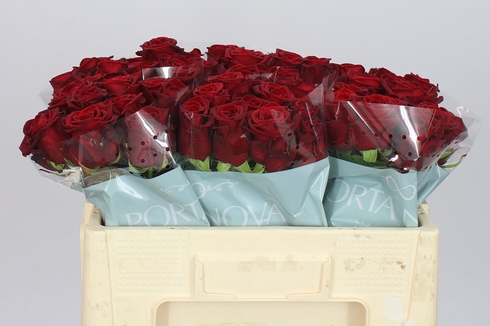 <h4>Rosa Gr Red Naomi A2 Porta</h4>