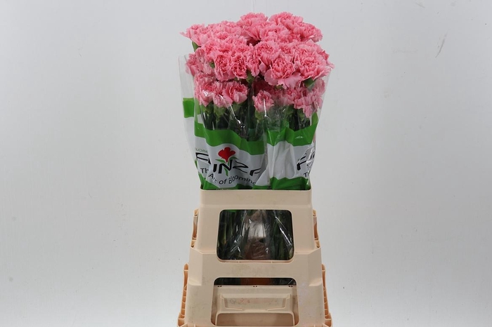 <h4>Di St Pink Glory</h4>