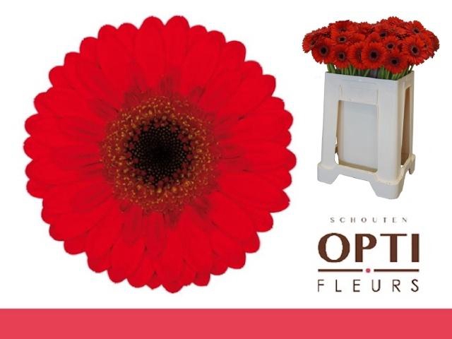 <h4>GE MI NIRVANA</h4>