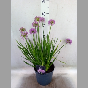 Allium  'Millenium'