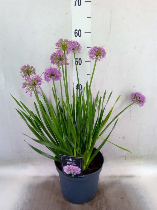 <h4>Allium  'Millenium'</h4>