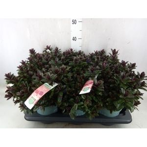 Hebe  'Vinoa Purple'