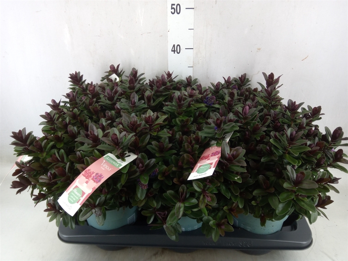 <h4>Hebe  'Vinoa Purple'</h4>