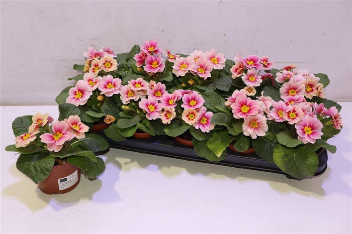 <h4>arr8 Prim Ov Pink</h4>