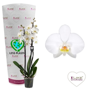 Phalaenopsis Leeds - 3 tak 80cm (Less Plastic)