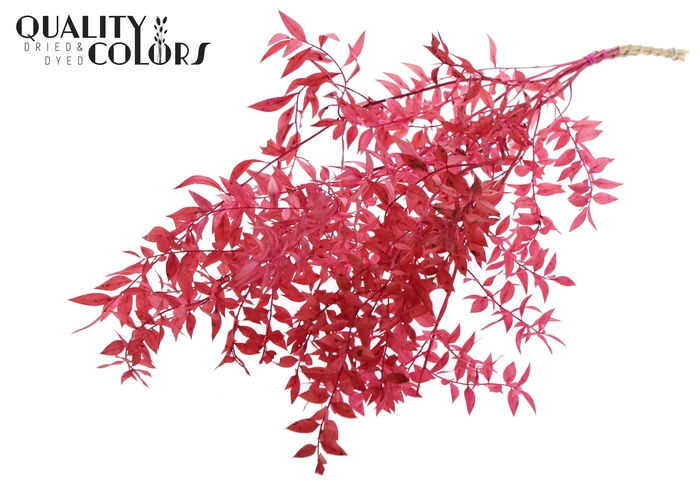 <h4>Ruscus 70cm 5 pc/bunch Cerise (2x5 bunch/poly)</h4>