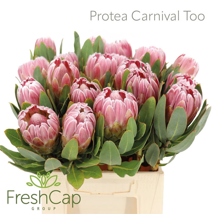 <h4>Protea Carnival Too</h4>