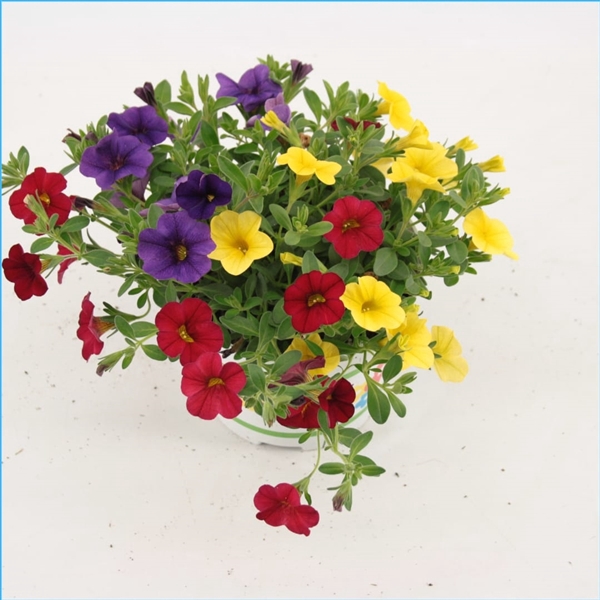 <h4>Calibrachoa Trixi Bolero</h4>