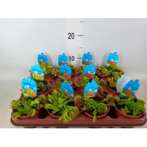 Dionaea muscipula