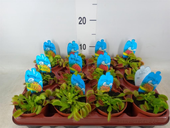 <h4>Dionaea muscipula</h4>