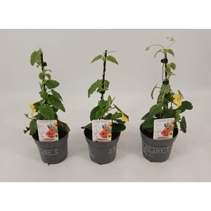 Thunbergia alata 'Yellow Dark Eye'