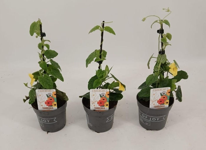 <h4>Thunbergia alata 'Yellow Dark Eye'</h4>