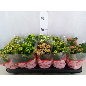 Kalanchoe blos.   ..rosebud mix  5