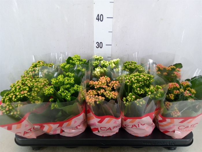 <h4>Kalanchoe blos.   ..rosebud mix  5</h4>