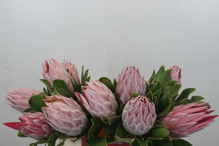 Protea Cynaroides