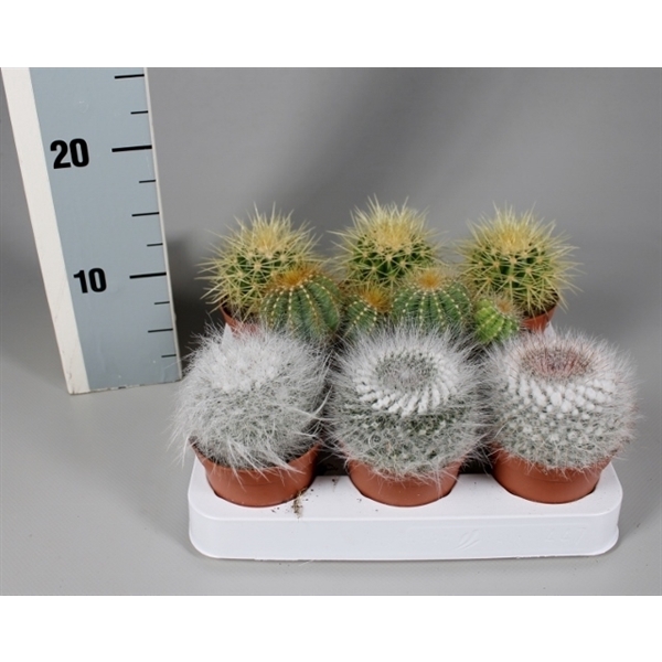 <h4>Cactus 8,5 cm bollenmix op rij</h4>