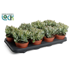 Crassula Arborensis Cristaat