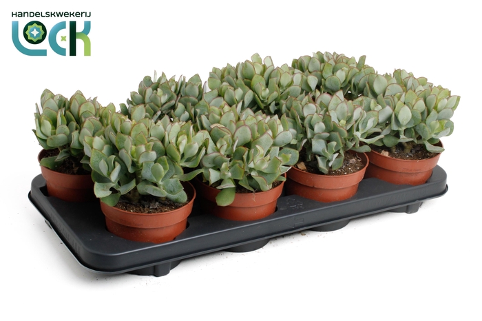 <h4>Crassula Arborensis Cristaat</h4>
