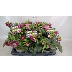 Helleborus  'Spring Promise'  ..mix