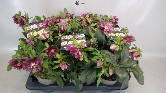 <h4>Helleborus  'Spring Promise'  ..mix</h4>
