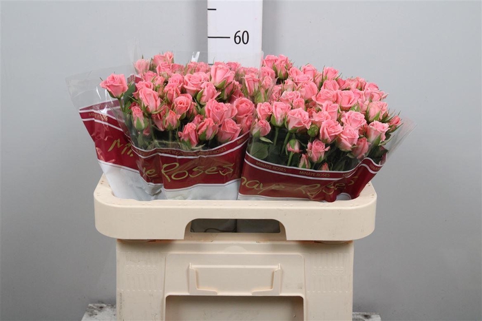 <h4>R Tr Odilia</h4>