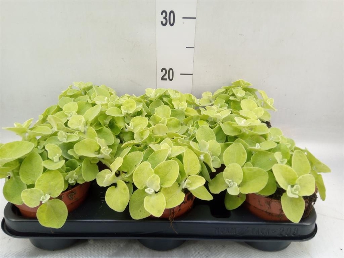<h4>Helichrysum petiolare</h4>