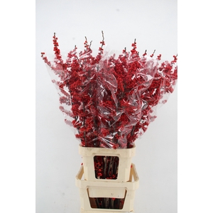 ILEX VE RODE BES 140CM XXL