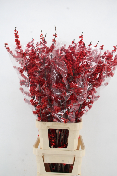 <h4>ILEX VE RODE BES 140CM XXL</h4>