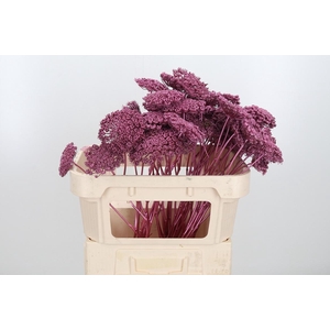 Ammi Zaad Kl Bh Metallic Rose