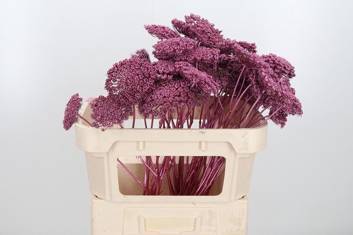 <h4>Ammi Zaad Kl Bh Metallic Rose</h4>