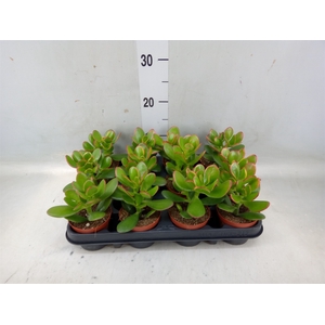 Crassula ovata 'Sunset'