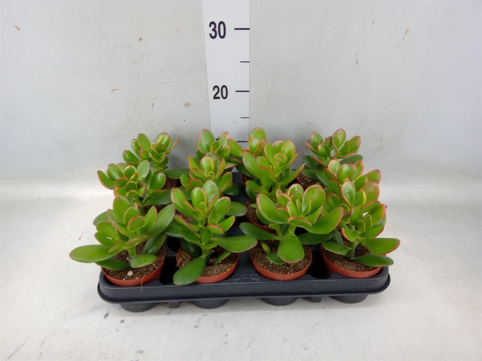 <h4>Crassula ovata 'Sunset'</h4>