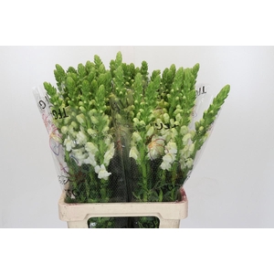 Antirrhinum Potomac White