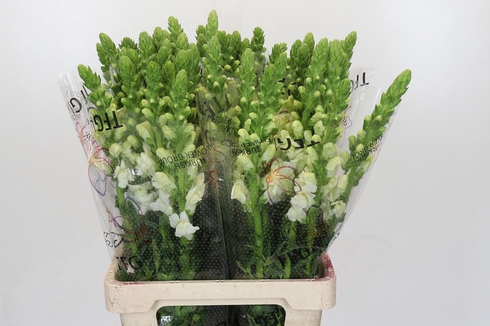 <h4>Antirrhinum Potomac White</h4>
