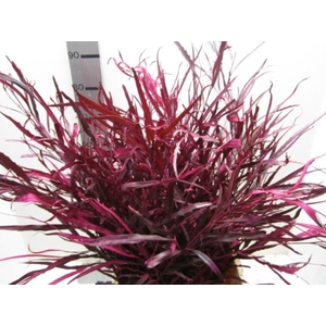 Grevillea Cerise