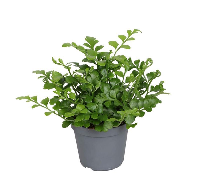 <h4>ASPLENIUM NIDUS p6</h4>