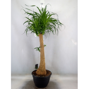 Beaucarnea recurvata