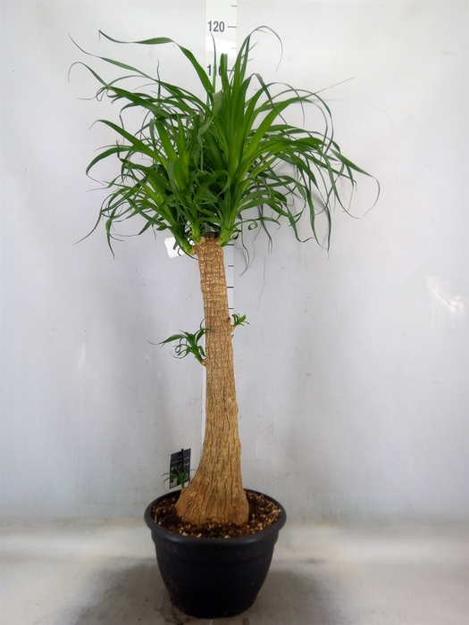 <h4>Beaucarnea recurvata</h4>