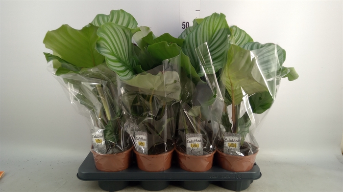 <h4>Calathea orbifolia</h4>