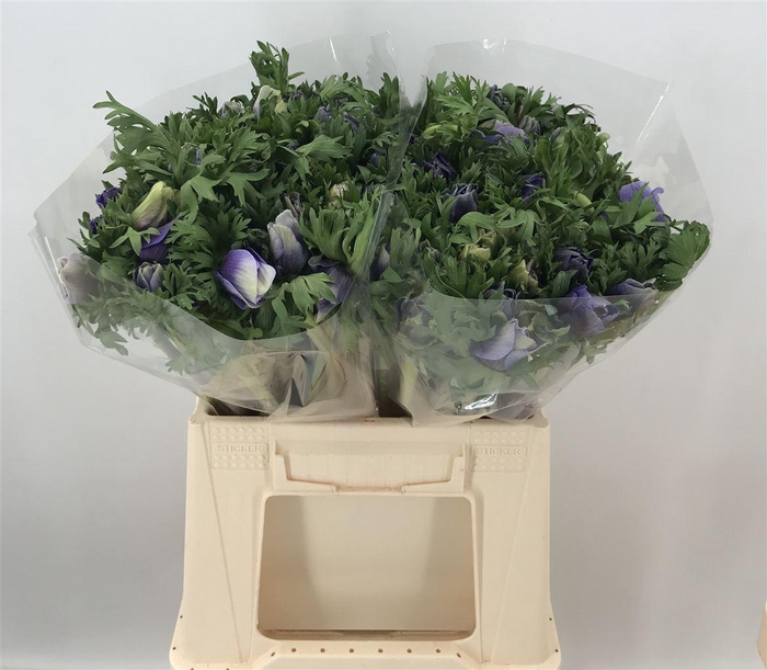 <h4>ANEM EX LIGHT BLUE</h4>