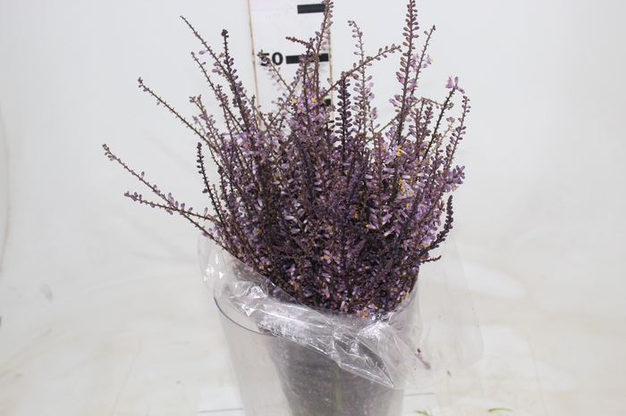 <h4>FLOR DE DRACENA FLOR DE DRACENA VINHO</h4>