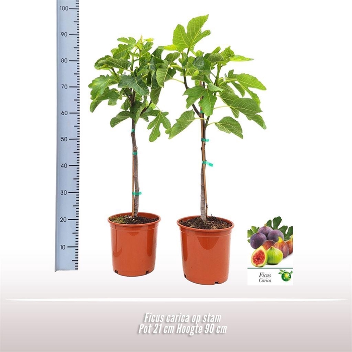 <h4>Ficus   ...</h4>