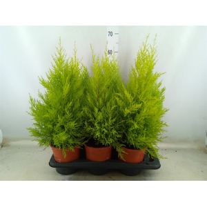 Cupressus macro. 'Goldcrest Wilma'