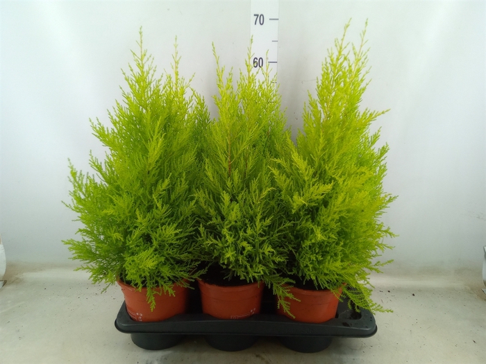 <h4>Cupressus macro. 'Goldcrest Wilma'</h4>