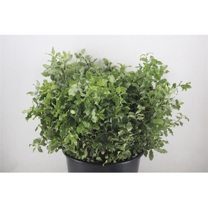 Pittosp Tenuif Green P Bunch