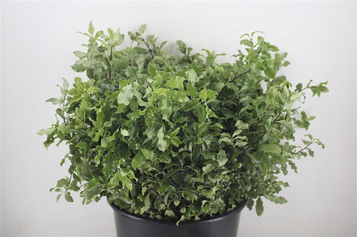 <h4>Pittosp Tenuif Green P Bunch</h4>