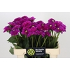 Dahlia Purple Fox