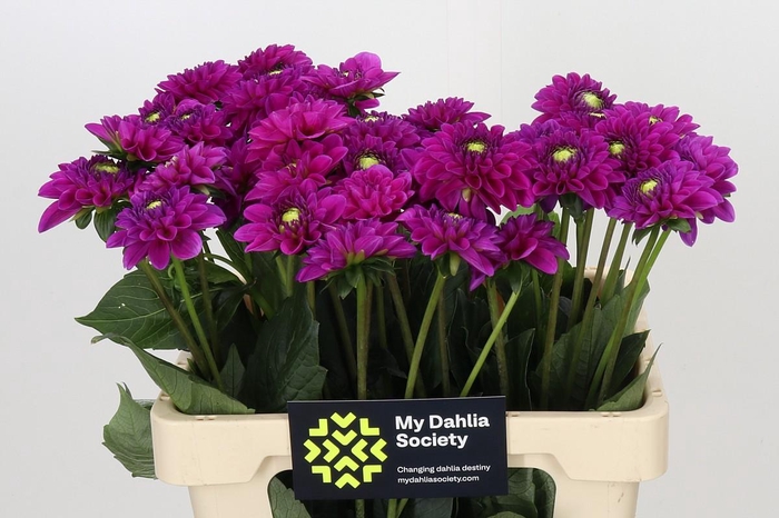 <h4>Dahlia Purple Fox</h4>