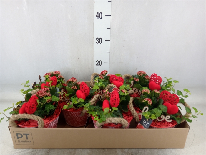 <h4>Arr.   Planten L%</h4>