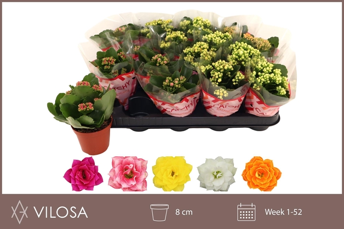 <h4>KAL GE GEM 5 KL</h4>